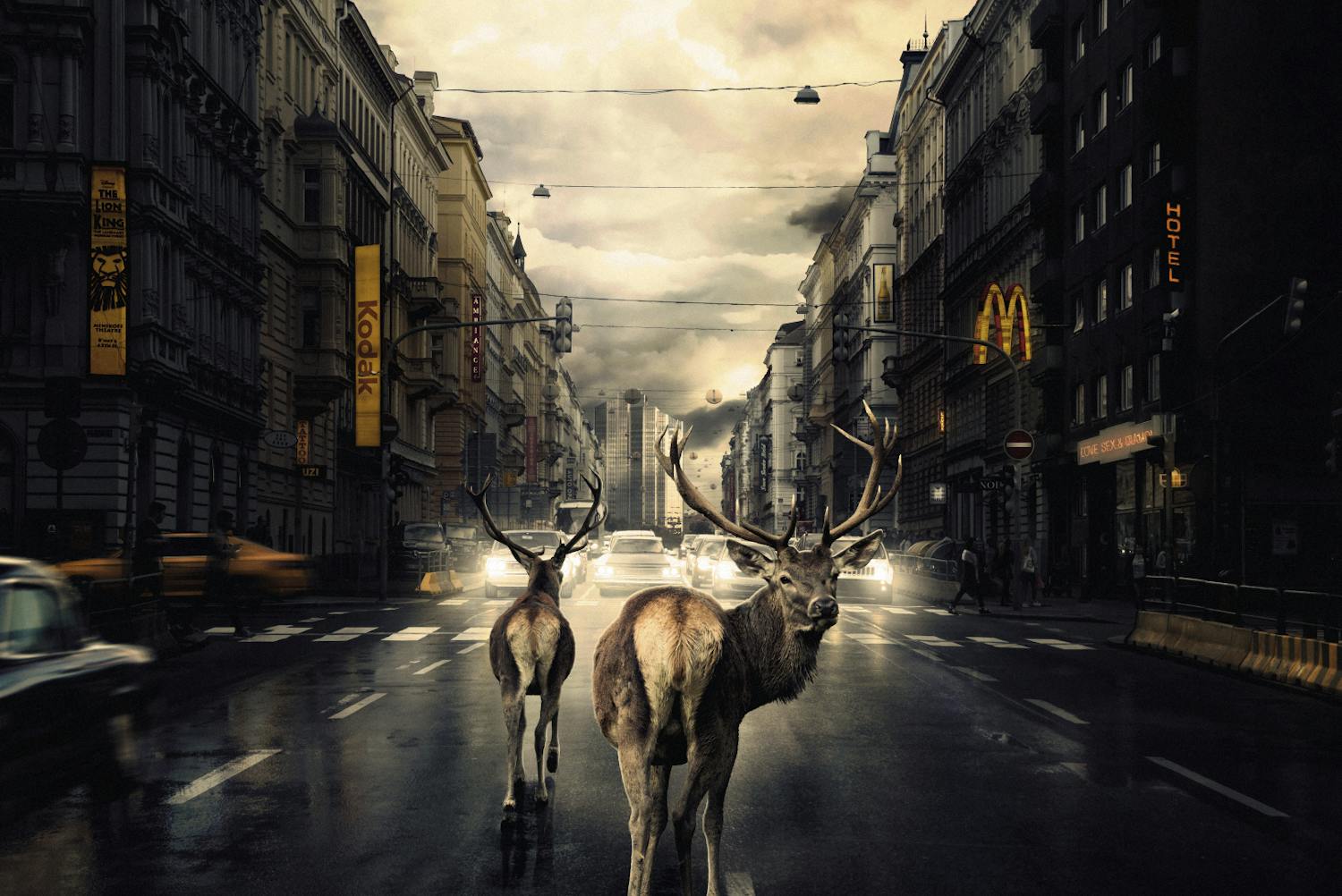 we found shelter Billede af rensdyr på trafikeret vej